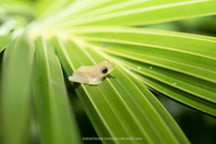 Rohanixalus vittatus