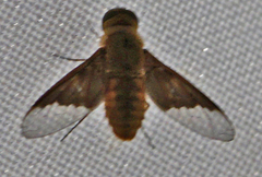Chrysanthrax cypris