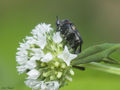 Macrosiagon octomaculata