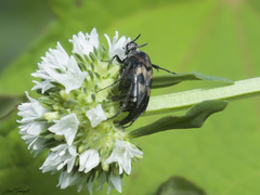 Macrosiagon octomaculata