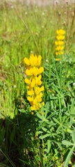Lupinus luteus