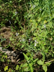 Verbena runyonii