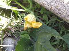 Cucurbita