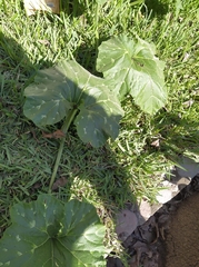 Cucurbita