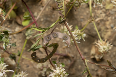 Hippocrepis multisiliquosa