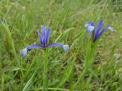 Iris sintenisii