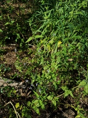 Verbena runyonii