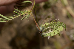 Hippocrepis multisiliquosa