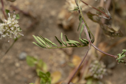 Image of Hippocrepis multisiliquosa by (c) Eleftherios Katsillis, some rights reserved (CC BY)