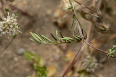 Hippocrepis multisiliquosa