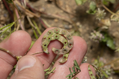 Hippocrepis multisiliquosa