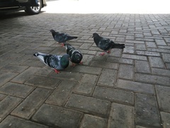 Columba livia domestica