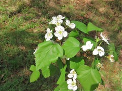 Crataegus pruinosa