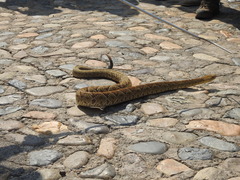 Crotalus basiliscus