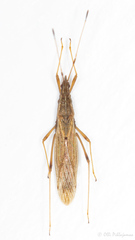 Berytinus consimilis