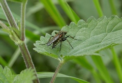 Empis opaca