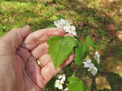 Crataegus pruinosa