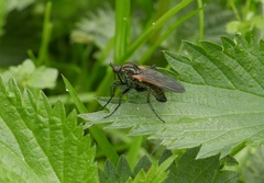 Empis opaca