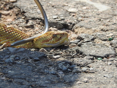 Crotalus basiliscus