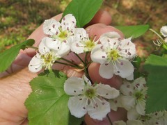 Crataegus pruinosa