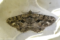 Peribatodes ilicaria