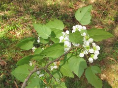 Crataegus pruinosa