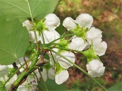 Crataegus pruinosa