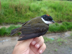 Heterocercus linteatus