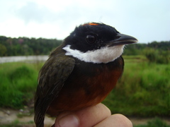 Heterocercus linteatus