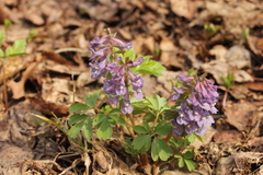 Corydalis solida