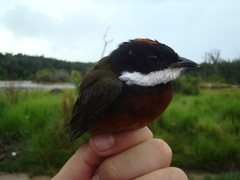 Heterocercus linteatus