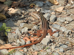 Aspidoscelis communis