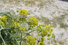 Ferula tingitana