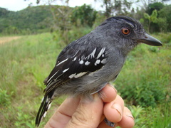 Thamnophilus stictocephalus