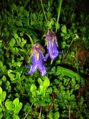 Campanula dasyantha