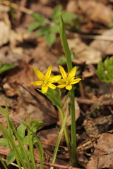 Gagea lutea