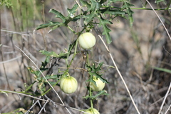 Cucurbitella asperata