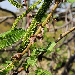 Asphondylia prosopidis