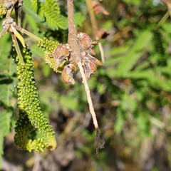 Asphondylia prosopidis
