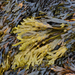 Bladder Wrack - Photo (c) Hans Hillewaert, some rights reserved (CC BY-NC-ND)