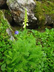 Pedicularis incarnata