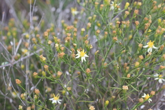 Gutierrezia isernii nivea