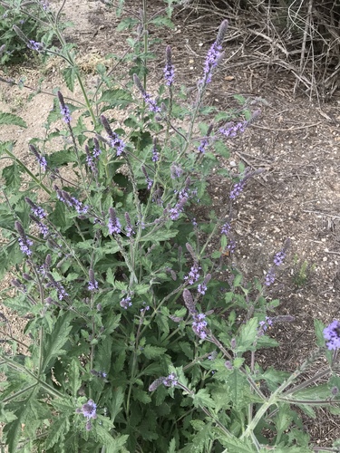 iNaturalist observation photo of western vervain