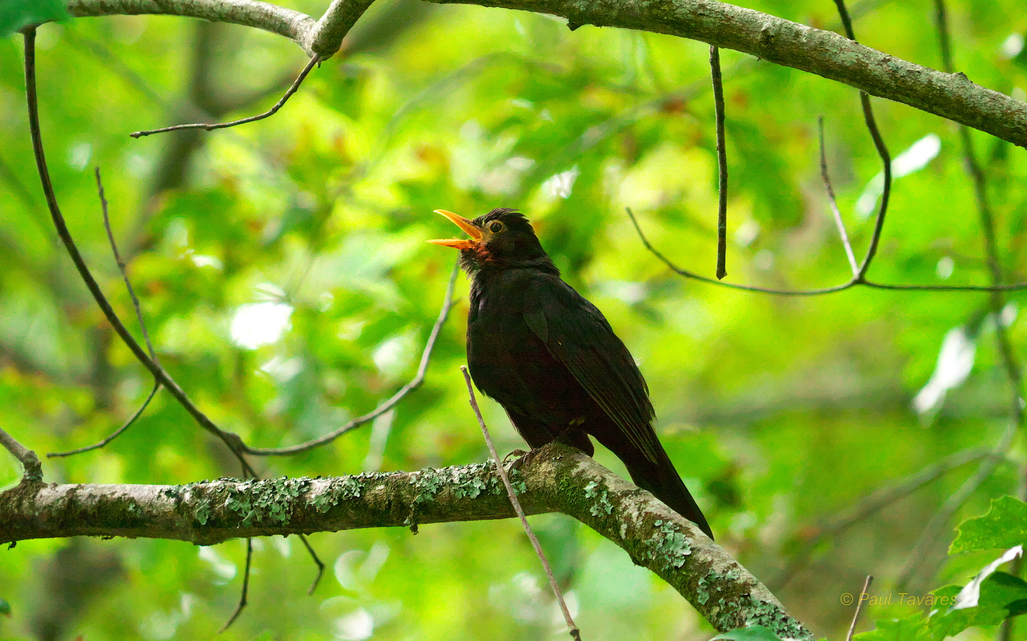 Azores Blackbird (Subspecies Turdus merula azorensis) · iNaturalist