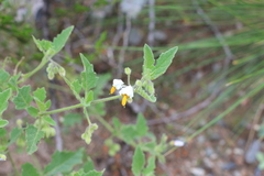 Solanum tweedianum