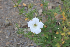 Petunia axillaris subandina