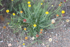 Hysterionica jasionoides