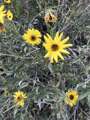 iNaturalist observation photo of California brittlebush