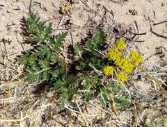 Cymopterus glomeratus
