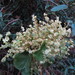 Muehlenbeckia australis - Photo (c) John Barkla,  זכויות יוצרים חלקיות (CC BY), הועלה על ידי John Barkla